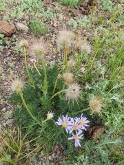 Pulsatilla turczaninovii, photograph (c) Urgamal Magsar, some rights reserved (CC BY)
