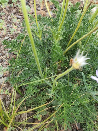 Pulsatilla turczaninovii, photograph 6