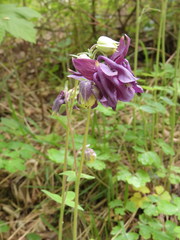 Aquilegia vulgaris