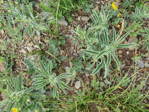 Thermopsis lanceolata, photograph 5