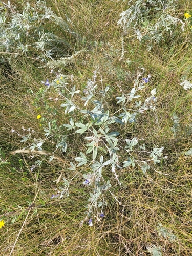 silvery scurfpea