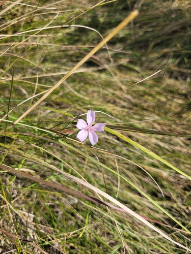 rush skeletonplant