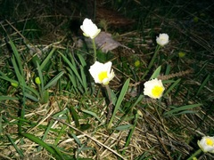 Ranunculus kuepferi