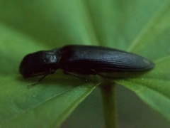 Ectinus aterrimus