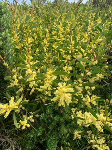 Longleaf Wattle