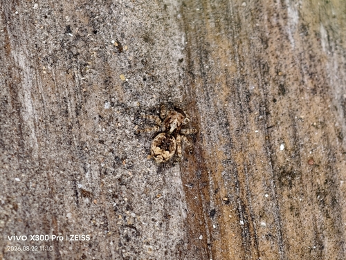 Asiatic Wall Jumping Spider