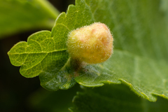 Insecta