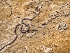 Dryophiops rubescens