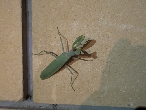 Transcaucasian Giant Mantis