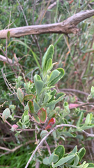 (c) Millie Brady, some rights reserved (CC BY) Chenopodium baccatum, photograph (c) Millie Brady, some rights reserved (CC BY)
