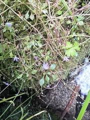 Montia parvifolia