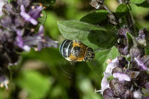 Amegilla cingulata