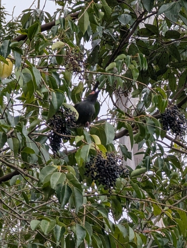 Australasian Figbird