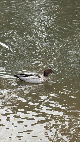 Australian Wood Duck
