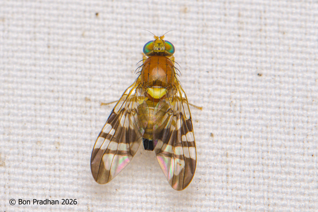 Vidalia himalayensis