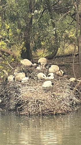Australian Ibis
