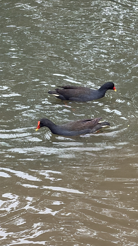 Dusky Moorhen
