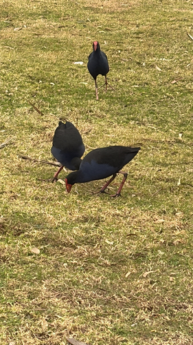Australasian Swamphen