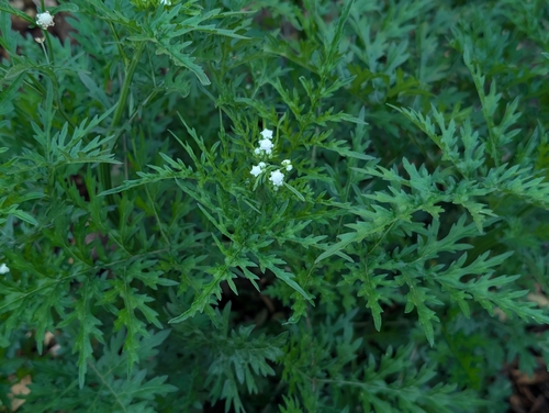 Parthenium hysterophorus observed 2026-08-21