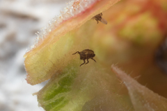 Insecta