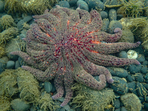Sunflower Sea Star