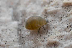Insecta