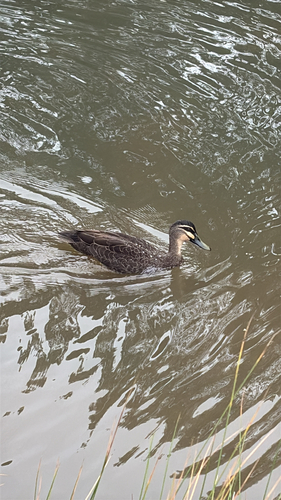 Pacific Black Duck
