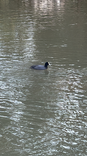 Eurasian Coot
