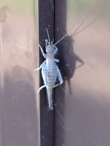 Hairy Scale-cricket