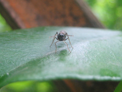 Myrmarachne elongata