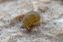 Insecta