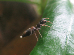 Myrmarachne elongata