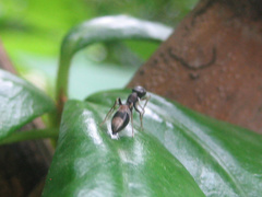 Myrmarachne elongata