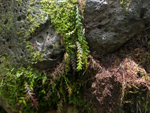 Graceful kihifern (Adenophorus pinnatifidus)