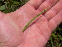 author not stated, no rights reserved Sacciolepis indica, photograph author not stated, no rights reserved