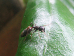 Myrmarachne elongata