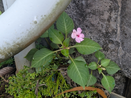 Impatiens walleriana observed 2026-08-21