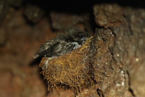 Aerodramus, 2026-08-21