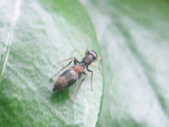 Myrmarachne elongata