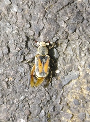 Clinterocera nigra