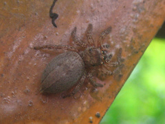 Plexippus setipes
