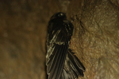 Aerodramus, 2026-08-21