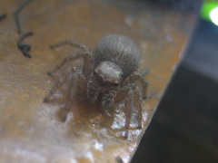 Plexippus setipes