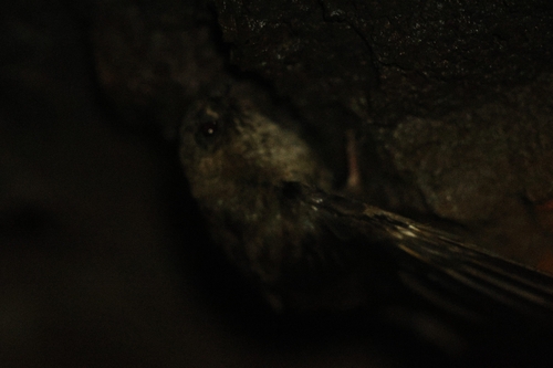 Aerodramus, 2026-08-21