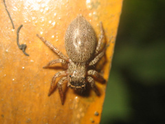 Plexippus setipes