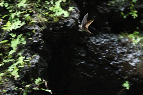 Aerodramus, 2026-08-21
