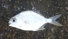 Trachinotus
