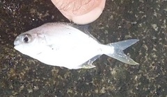 Trachinotus