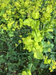 Smyrnium perfoliatum perfoliatum
