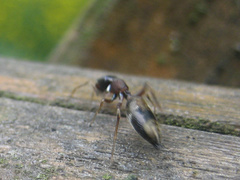 Myrmarachne elongata
